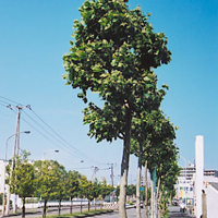 プラタナス並木