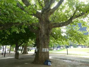 山鼻公園の柏の木