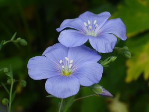 あまの花