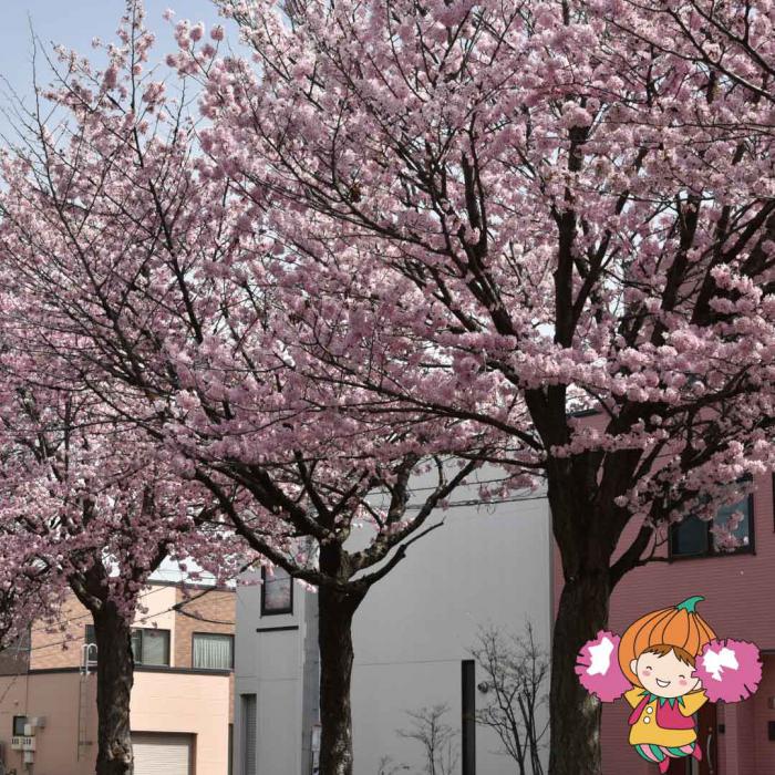 元町桜
