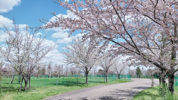 丘珠空港緑地の桜