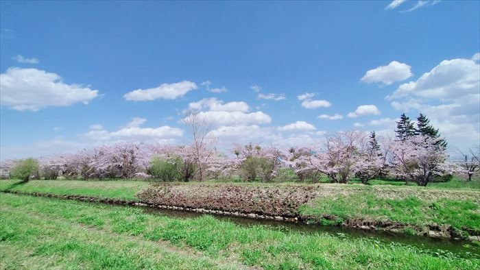 丘珠空港緑地の側を流れる伏籠川の桜