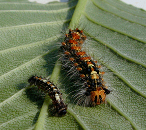 画像：マイマイガ幼虫背面および正面