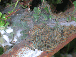 画像：群れをなすオビカレハの幼虫
