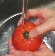 トマトを洗う写真