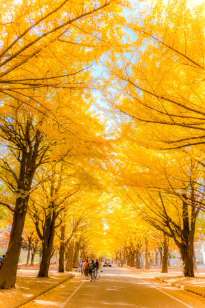 北海道大学のイチョウ並木の写真