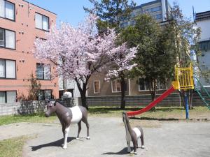 桜が開花したポニー公園の様子2