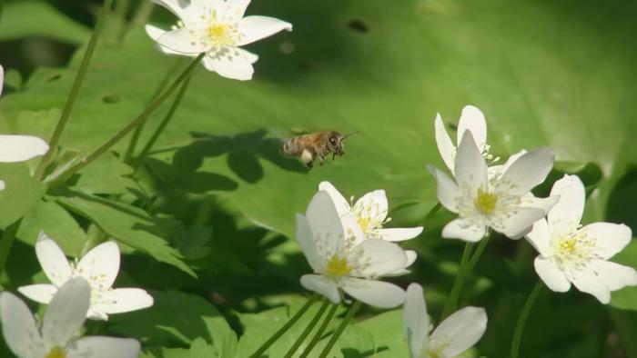 札幌のミツバチ