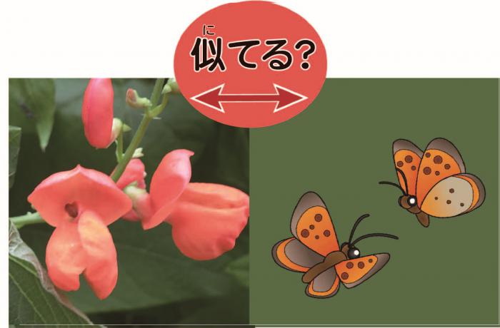 ハナマメの花の写真とチョウのイラスト
