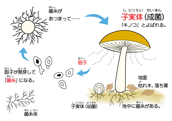 キノコの一生