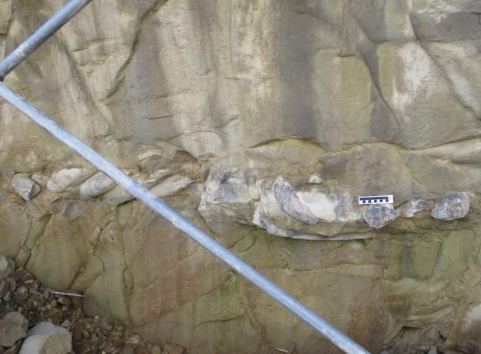 苫前産カイギュウ化石