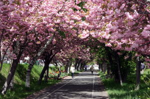 白石サイクリングロードの桜