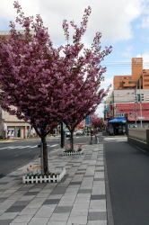本郷通商店街の桜