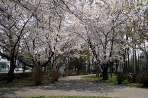 白石公園の桜