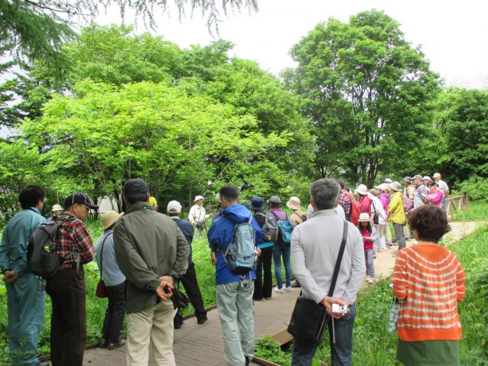 2015年5月31日富丘西公園自然観察会の様子2