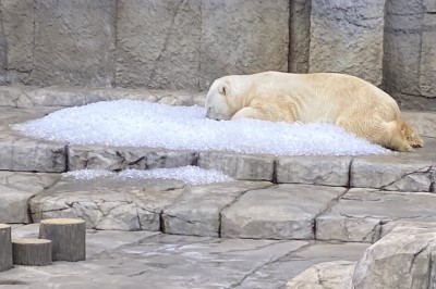 氷に寝転がるホッキョクグマ
