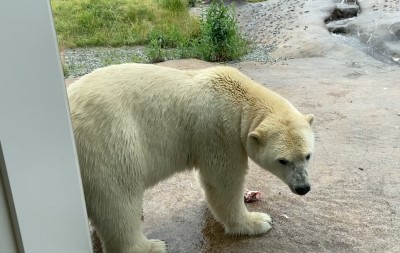 マダラを食べるホッキョクグマ3