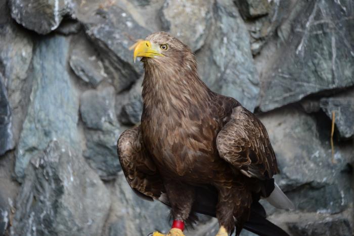 オジロワシが死亡しました 札幌市円山動物園