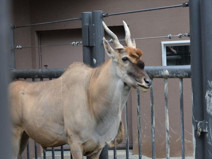 エランドの「プッチョ」