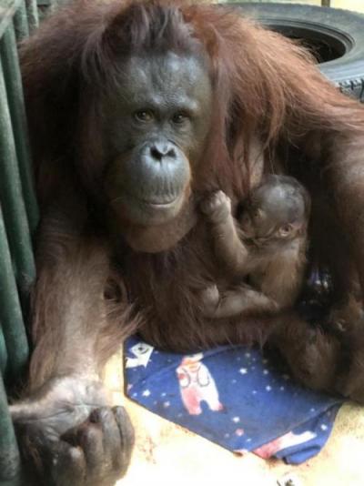 オランウータンのレンボーと生まれた赤ちゃん