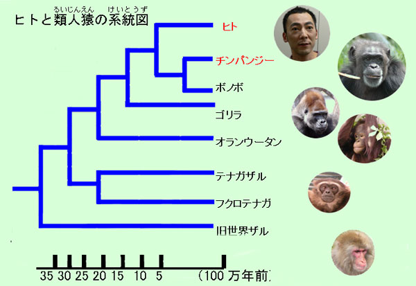 画像:人と類人猿の系統図
