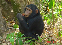画像:作物を食べるチンパンジー
