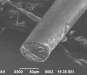 画像：アメリカクロクマの毛を電子顕微鏡で見たもの