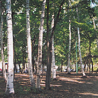 厚別南白樺公園