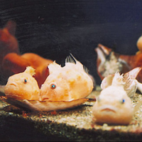 サンピアザ水族館