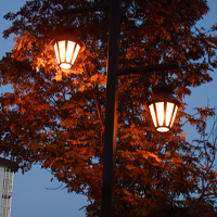 並木と街路灯