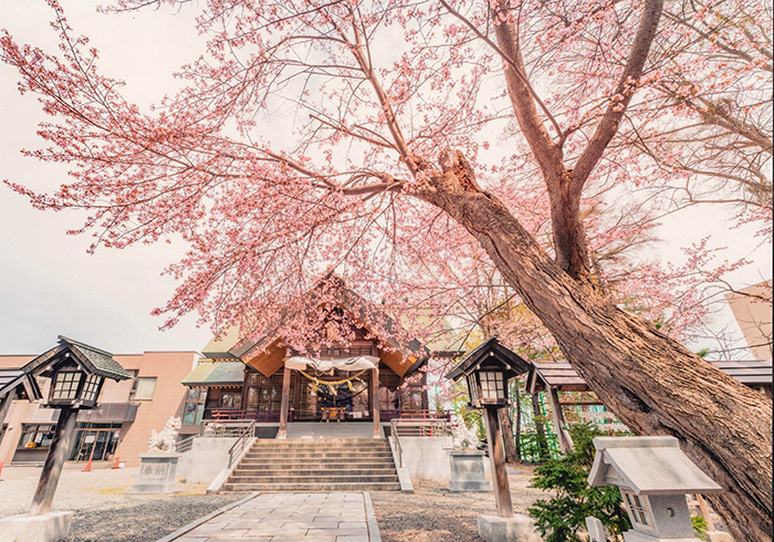 「悠久の桜、神社を守る」加賀谷純輝