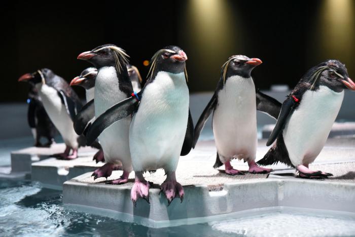 AOAOペンギン1