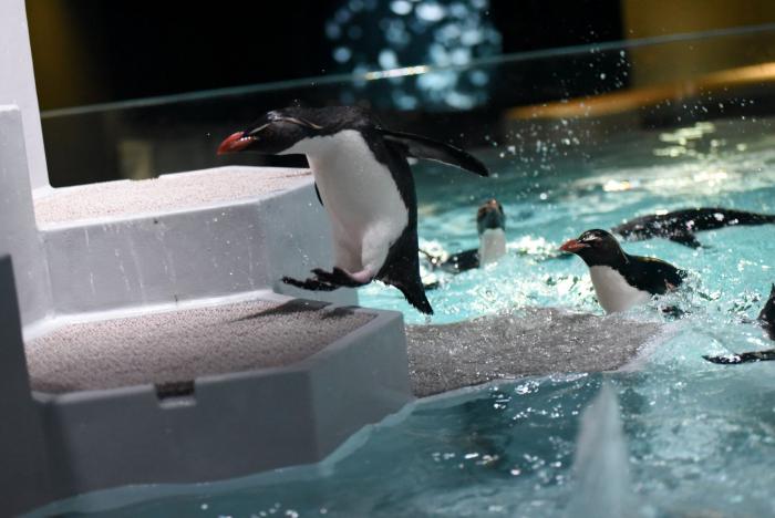 AOAOペンギン2