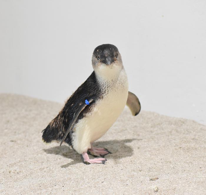 AOAOペンギン3