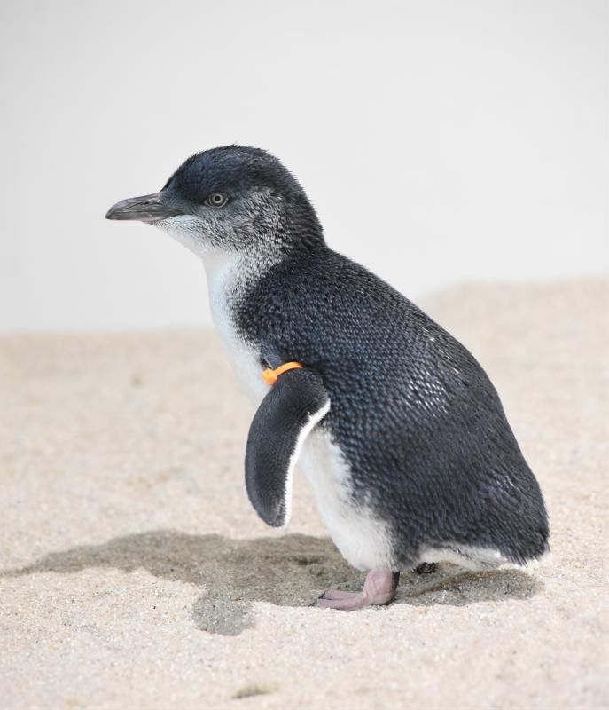 AOAOペンギン4
