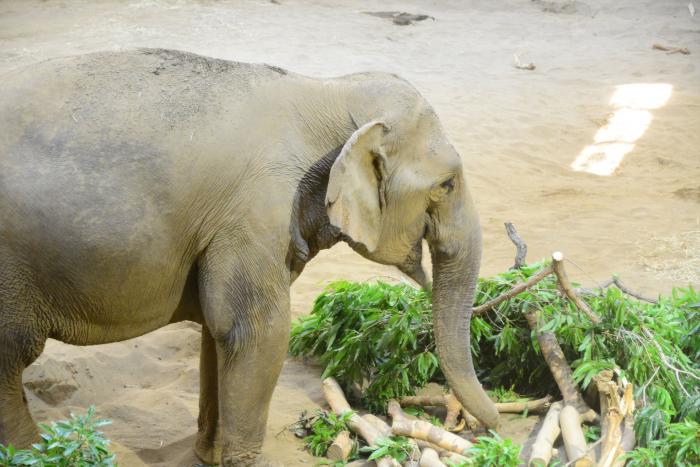 動物園10