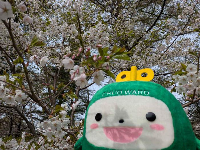 円山公園で中ウォークんが花見