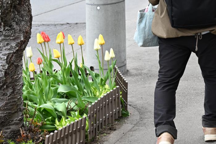 街路のチューリップ