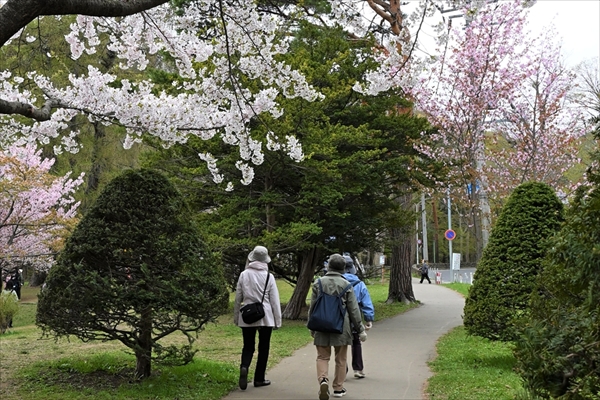 桜を見ながら歩く参加者