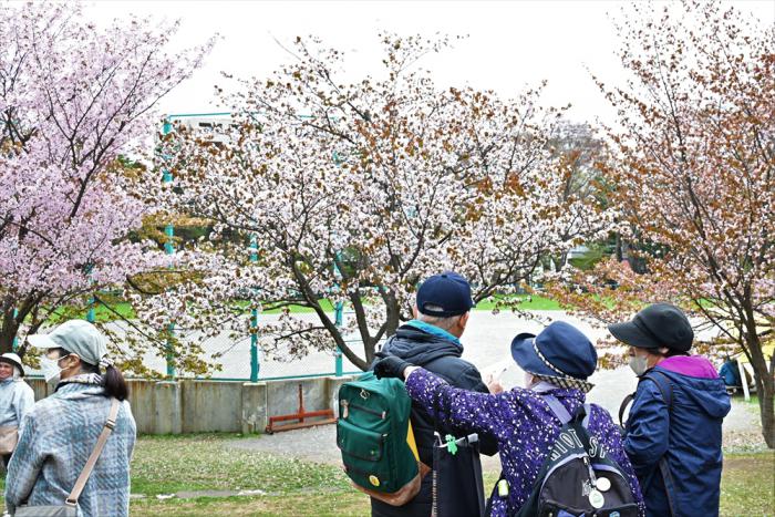 円山公園で桜を楽しむ参加者