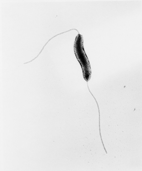 カンピロバクター（campylobacter）