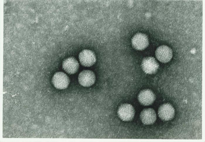 アデノウイルス（adenovirus）