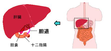 肝臓の位置