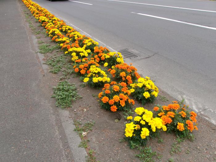 中沼町中野町内会のます花壇