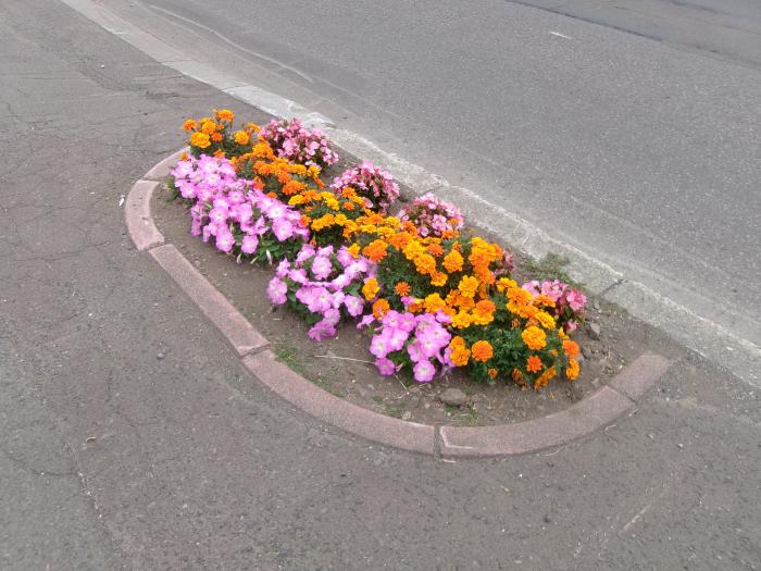 ます花壇の写真3