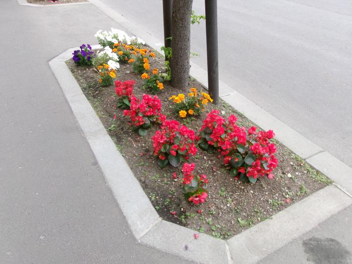 ます花壇の写真6