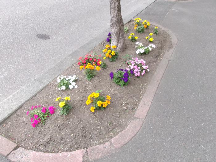 ます花壇の写真7