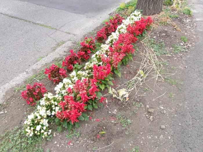 ます花壇の写真8