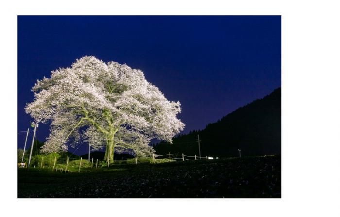 牛代のみずめ桜