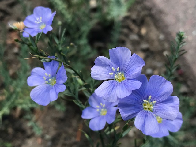 アマの花